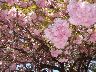 virágzó tavaszi cseresznyefa.jpg